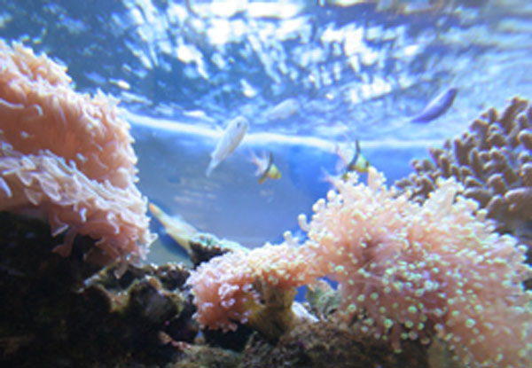 サンゴと熱帯魚の水槽